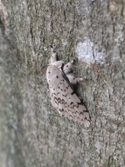 Erebidae