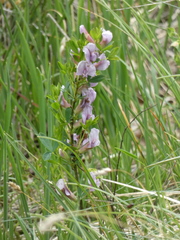 Chamaecytisus purpureus
