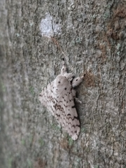 Erebidae