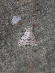 Erebidae