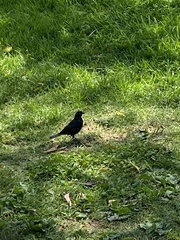 Euphagus cyanocephalus