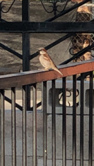 Passer domesticus