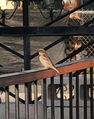 Passer domesticus