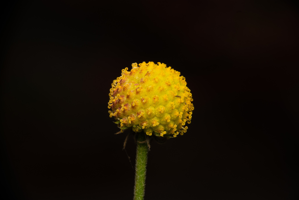 Helenium