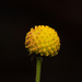 Helenium aromaticum - Photo (c) bemarchant, algunos derechos reservados (CC BY-NC)