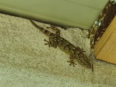 Tarentola mauritanica