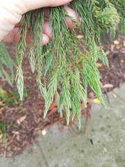 Cryptomeria