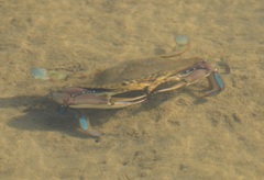 Callinectes arcuatus