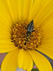 Oedemera basalis