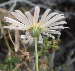 Garuleum bipinnatum