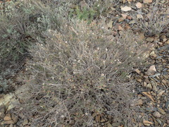 Phymaspermum thymelaeoides