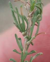 Phymaspermum thymelaeoides
