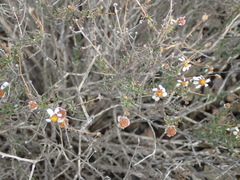 Phymaspermum thymelaeoides
