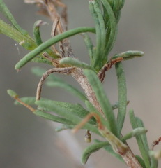Phymaspermum thymelaeoides