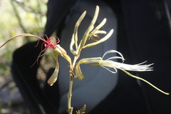 Bauhinia ungulata