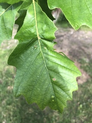 Neuroterus umbilicatus