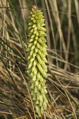 Umbilicus heylandianus