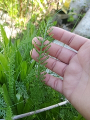 Achillea millefolium