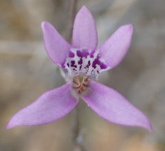 Cyphia stenopetala