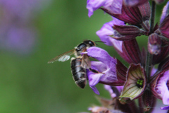 Apis mellifera