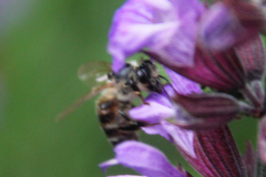 Apis mellifera