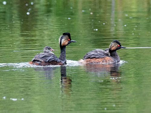 Zampullín cuellinegro (Podiceps nigricollis)
