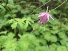 Aquilegia ecalcarata
