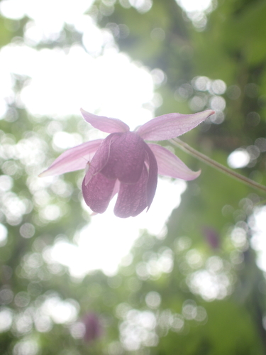 Aquilegia ecalcarata, photograph 1