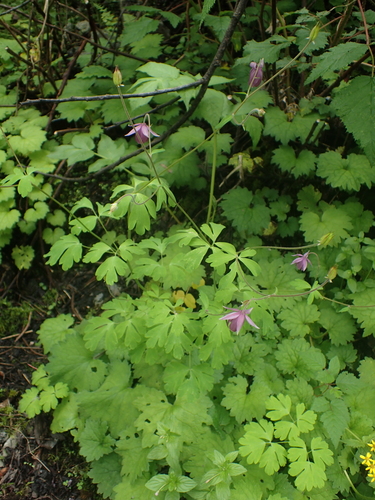 Aquilegia ecalcarata, photograph 2