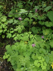 Aquilegia ecalcarata, photograph (c) Étienne Léveillé-Bourret, some rights reserved (CC BY)