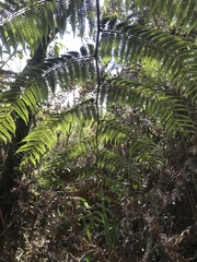Cyathea multiflora