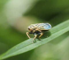 Amblysellus curtisii