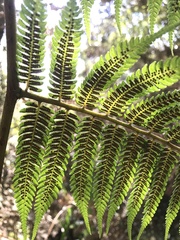 Cyathea multiflora