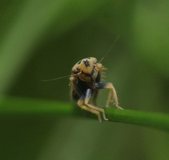 Amblysellus curtisii