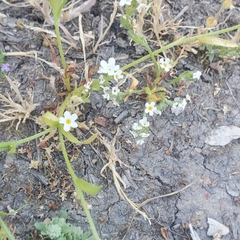 Plagiobothrys chorisianus chorisianus