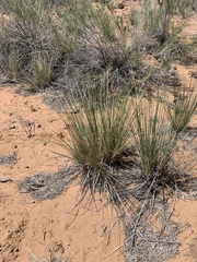 Hesperostipa comata