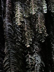 Hymenophyllum tomentosum