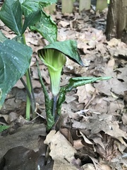 Arisaema triphyllum