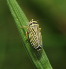 Amblysellus curtisii