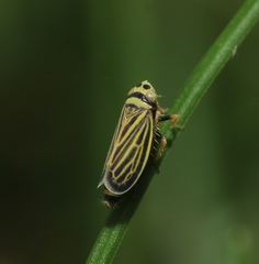 Amblysellus curtisii