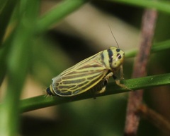 Amblysellus curtisii