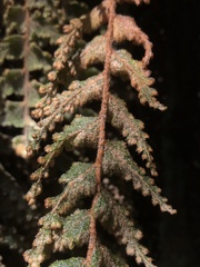 Hymenophyllum tomentosum