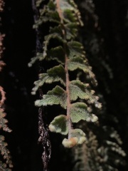 Hymenophyllum tomentosum
