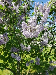Syringa vulgaris