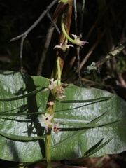 Maxillaria graminifolia