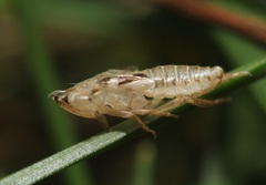 Anoscopus serratulae