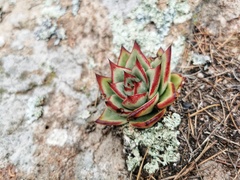 Echeveria agavoides