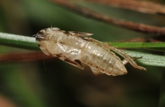Anoscopus serratulae