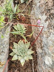 Echeveria agavoides