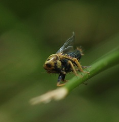 Amblysellus curtisii